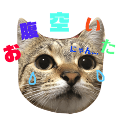 [LINEスタンプ] 猫と飼い主