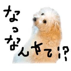 [LINEスタンプ] 大阪弁のポメプーはなちゃん