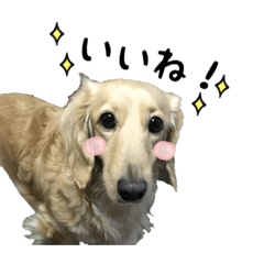 [LINEスタンプ] 愛犬ピーちゃん