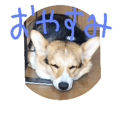 [LINEスタンプ] コーギー犬 ここちゃん