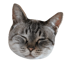 [LINEスタンプ] 猫ねこネコだらけ