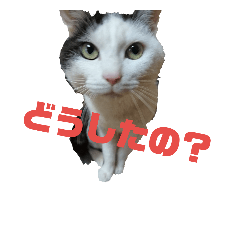[LINEスタンプ] しろくろ猫くん