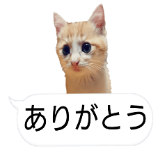 [LINEスタンプ] 吹き出しにネコ