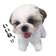 [LINEスタンプ] うにちゃんの日常で使えそうなスタンプ