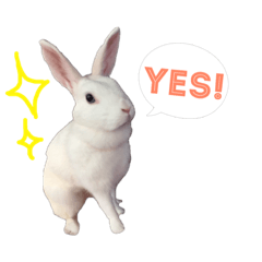 [LINEスタンプ] うさぎのしろたん