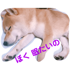 [LINEスタンプ] 柴犬 こてつくん