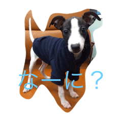 [LINEスタンプ] イタグレみるくのスタンプ