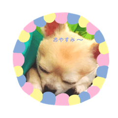 [LINEスタンプ] ワンコウエルカム