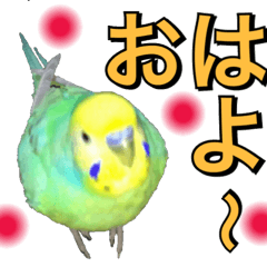 [LINEスタンプ] インコのポンちゃん（日常会話）