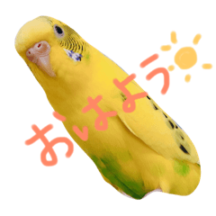 [LINEスタンプ] セキセイインコの会話