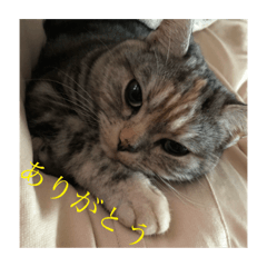 [LINEスタンプ] うちの猫 りりす