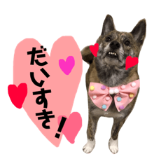 [LINEスタンプ] 柴犬・虎柴の慶次くんスタンプ パート2