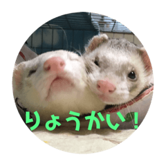 [LINEスタンプ] うちのフェレットくん