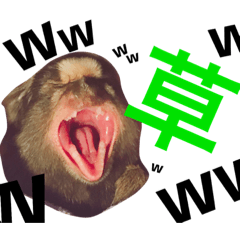 [LINEスタンプ] こたろーさんだよ！