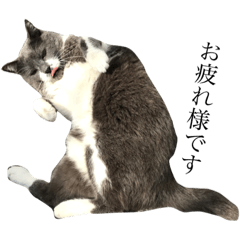 [LINEスタンプ] ねこきちの日々 あいさつ編