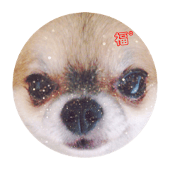 [LINEスタンプ] 福°の日常スタンプ