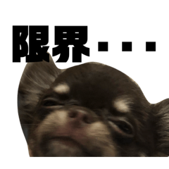 [LINEスタンプ] オクラくんです。