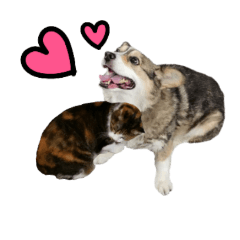 [LINEスタンプ] 日常ラブリー三毛猫＆コーギー