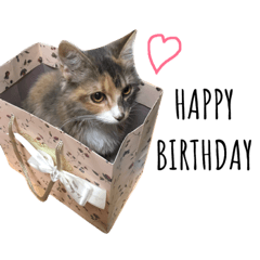 [LINEスタンプ] 日常使いしやすい4匹の猫スタンプ