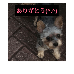 [LINEスタンプ] 愛犬 豆太郎