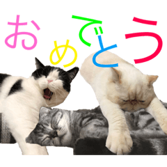 [LINEスタンプ] ねこの愉快なおともだち