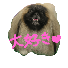 [LINEスタンプ] ペキニーズ にぶたん