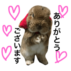 [LINEスタンプ] ホーランドロップのティナ