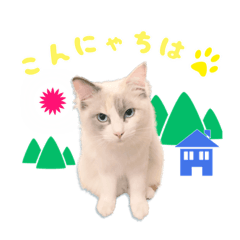 [LINEスタンプ] 猫のしらたまの日常