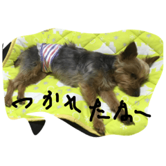 [LINEスタンプ] テリーちゃんちゃん