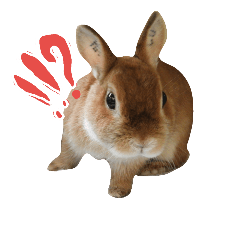 [LINEスタンプ] ぷちはうさぎ