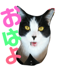 [LINEスタンプ] みーやんさん