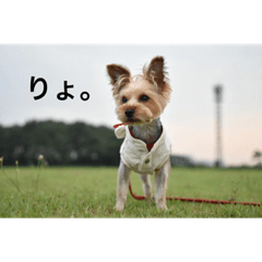 [LINEスタンプ] コナ挨拶スタンプ