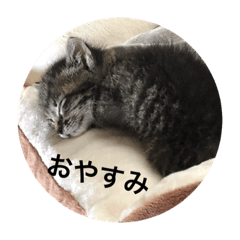 [LINEスタンプ] うちの猫 ろあ