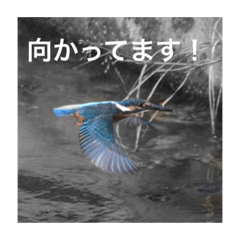 [LINEスタンプ] 鳥のキモチ