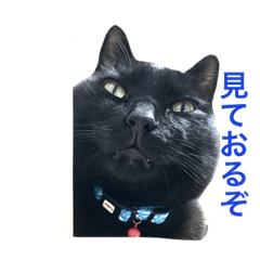 [LINEスタンプ] 黒猫にゃんちゃん日常スタンプの画像（メイン）