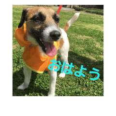 [LINEスタンプ] わんぱく ジャックラッセルテリア