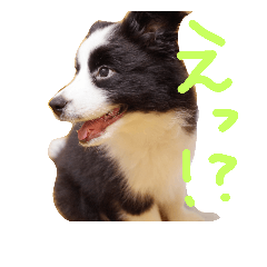 [LINEスタンプ] ボーダーコリーPearlちゃんの日常