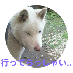 [LINEスタンプ] ハクさん。