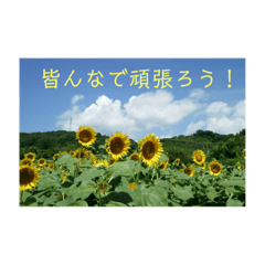 [LINEスタンプ] 幸写真
