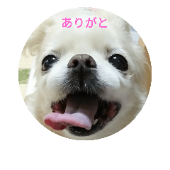 [LINEスタンプ] チベタンスパニエルりんご