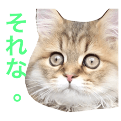 [LINEスタンプ] キュートな猫おこめ
