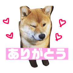[LINEスタンプ] 柴犬りたん