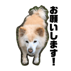 [LINEスタンプ] 雑種コロのスタンプ