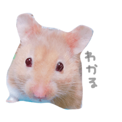 [LINEスタンプ] はむはむず！