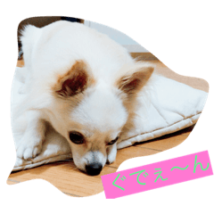 [LINEスタンプ] チワワのラティー♡