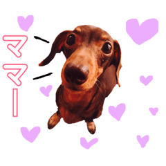 [LINEスタンプ] 可愛い犬。チャーミー！2