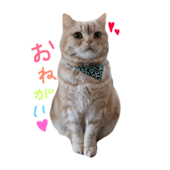 [LINEスタンプ] ぶさかわネコ チロル