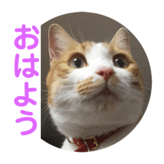[LINEスタンプ] りんたろう＆ももたろう