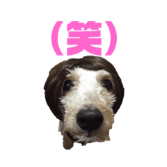 [LINEスタンプ] コムギとシエル