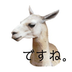 [LINEスタンプ] リャマとアルパカ